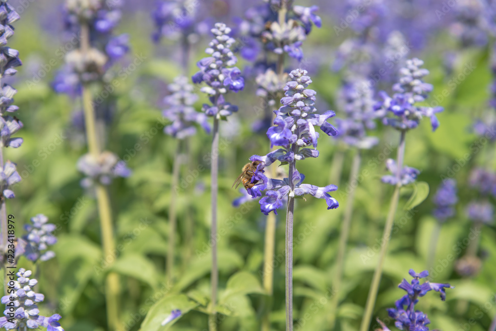 Fototapeta premium Lavender Flowers in the garden