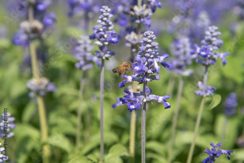 Lavender Flowers in the garden