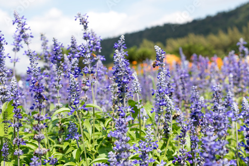 Lavender Flowers in the garden