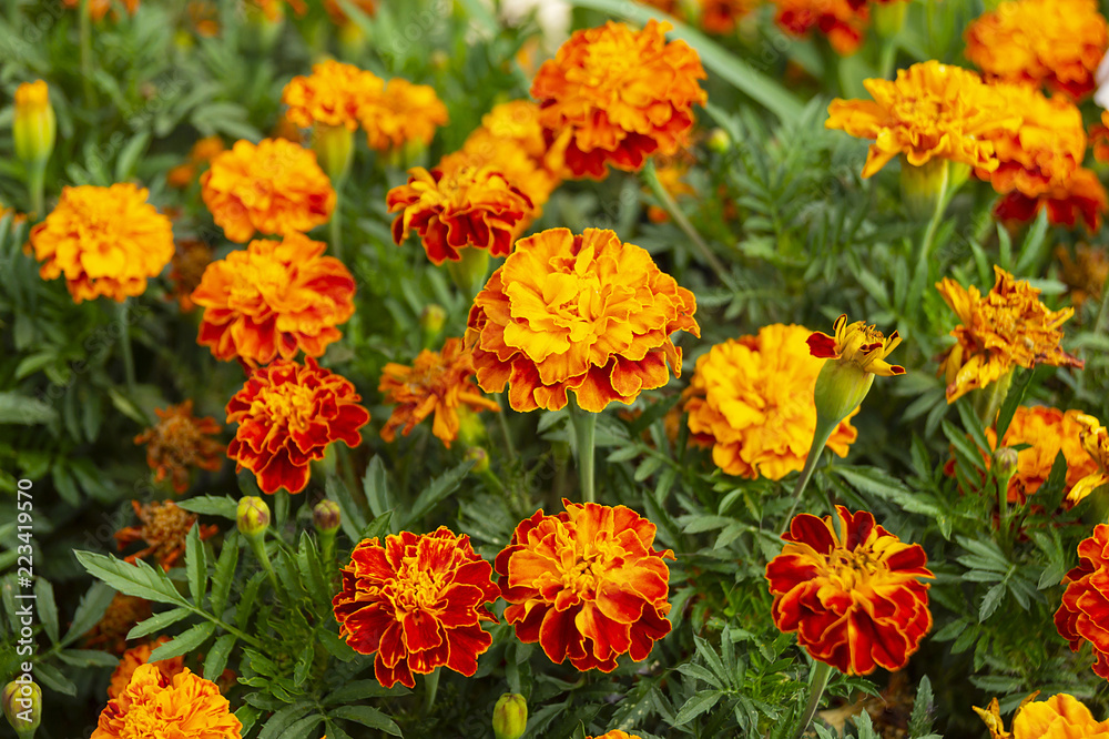 Bright flowerses on background of the green herb Bright flowerses on background of the green herb