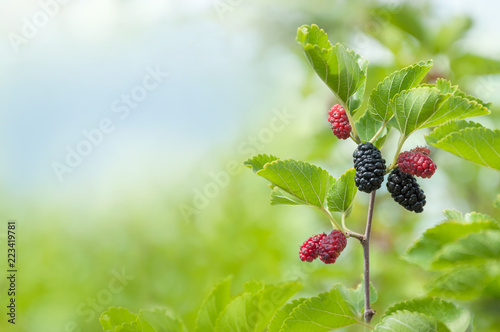 Ripe mulberry berries on a branch with leaves in the garden. Space for text. Green berry background.