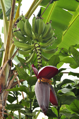 Planta de la banana, banano o Musa paradisiaca