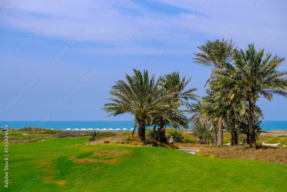 Feb 26, 2018: Dates / Palm Tree at Saadiyat Island Golf Course, Abu Dhabi