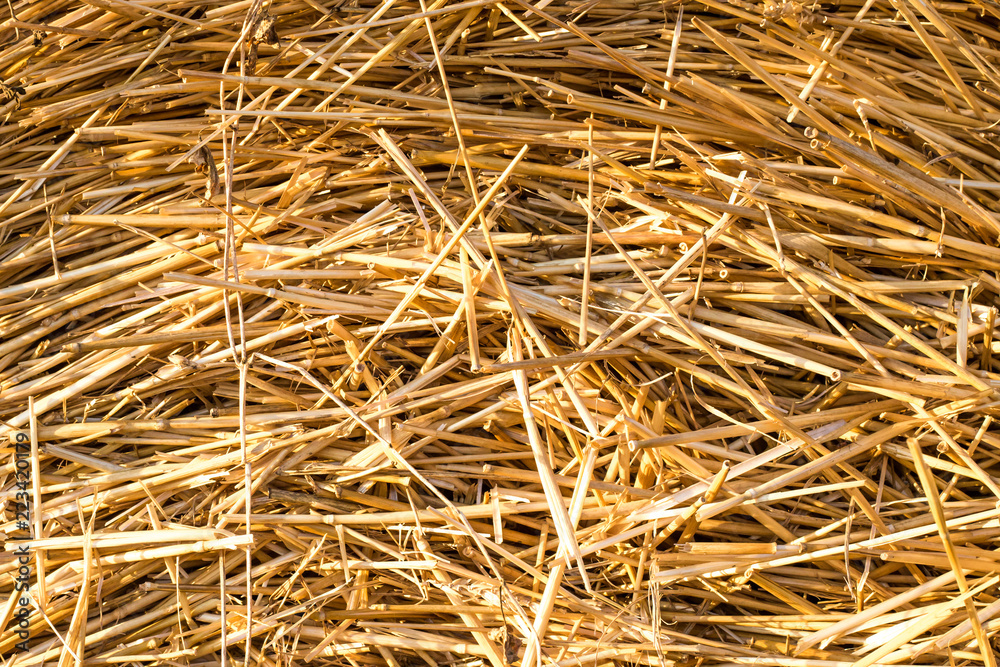background of cut dry grass, straw background of cut dry grass, straw