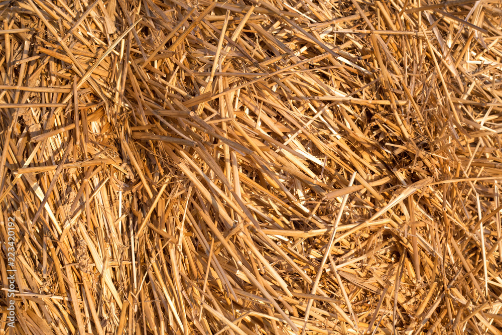 background of cut dry grass, straw background of cut dry grass, straw