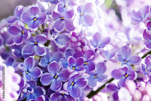 Macro view blossoming Syringa lilac bush. Springtime landscape with bunch of violet flowers. lilacs blooming plants background. soft focus photo.