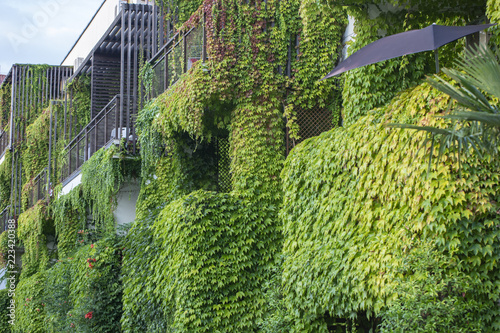 Building with climber plants, ivy growing on the wall. Ecology and green living in city photo