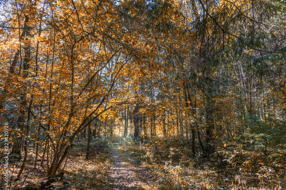 autumn in the park