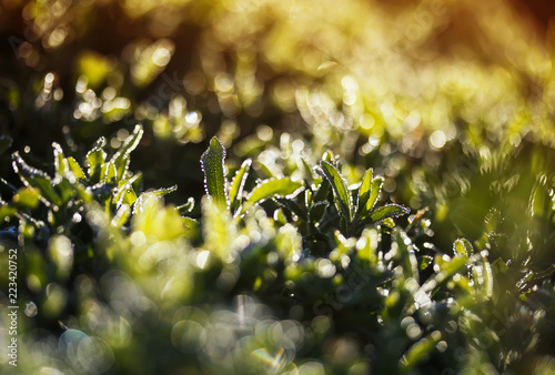 beautiful natural background of bright lush green grass covered with shiny dr...