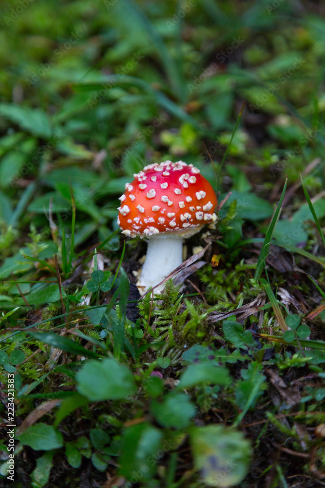 single fly-agaric mushroom in green grassland single fly-agaric mushroom in green grassland