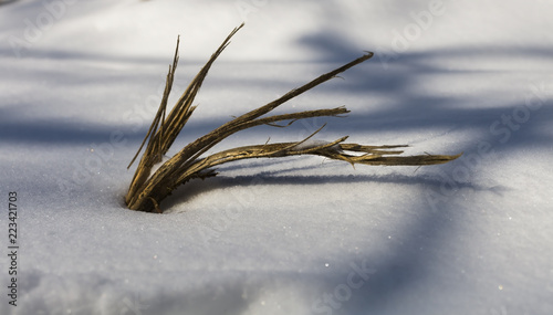Small plant body in glimmering snow in Hungary on a cold sunny day