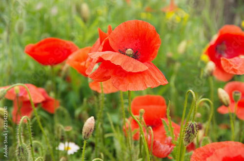 Fototapeta Naklejka Na Ścianę i Meble -  Field of red poppies