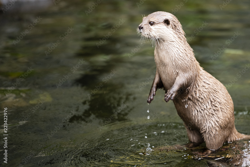 Otter is standing on two legs in the water Stock Photo | Adobe Stock