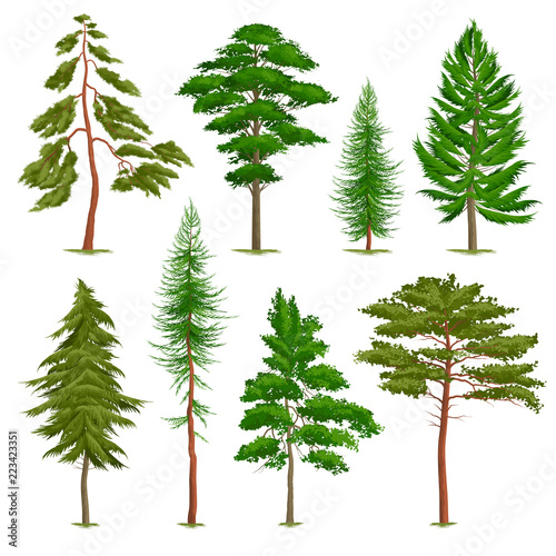 Realistic Pine Trees Set © Macrovector