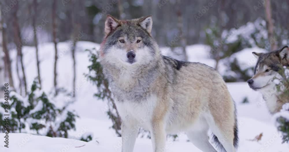Portrait of wounded wolf displaying teeth