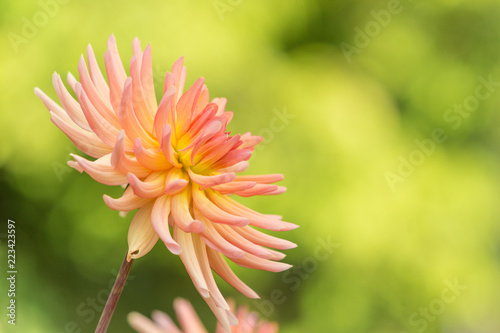 Fototapeta Naklejka Na Ścianę i Meble -  Kaktusdahlie (Asteracea) blüht im Spätsommer.