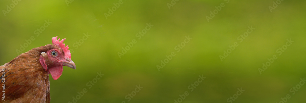 looking into the hen's lens, chicken on a green panoramic background