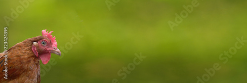 Obraz na płótnie looking into the hen's lens, chicken on a green panoramic background w salonie