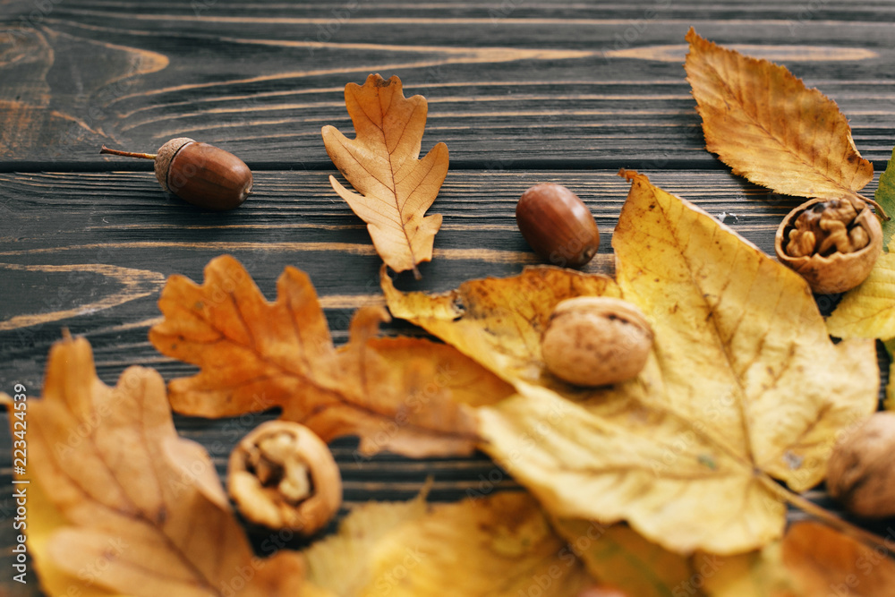 Bright colorful autumn leaves with acorns and nuts on rustic wooden background. Fall image. Space for text. Hello Autumn. Happy Thanksgiving. Seasons greetings