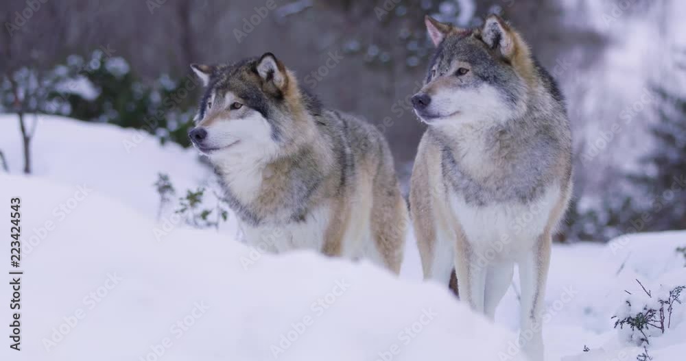 Portrait of wounded alpha wolf curiously looking around Portrait of wounded alpha wolf curiously looking around