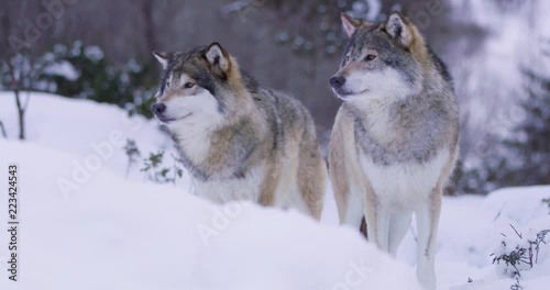 Portrait of wounded alpha wolf curiously looking around