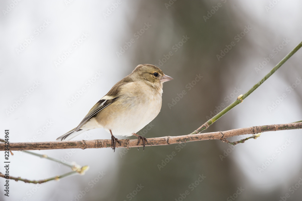 Beautiful chaffinch female resting on a tree twig in winter Beautiful chaffinch female resting on a tree twig in winter
