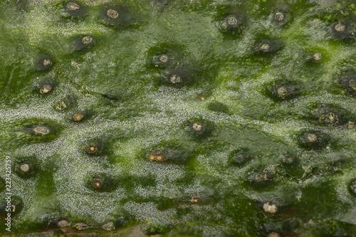 texture of the cucumber macro Can be used as a background