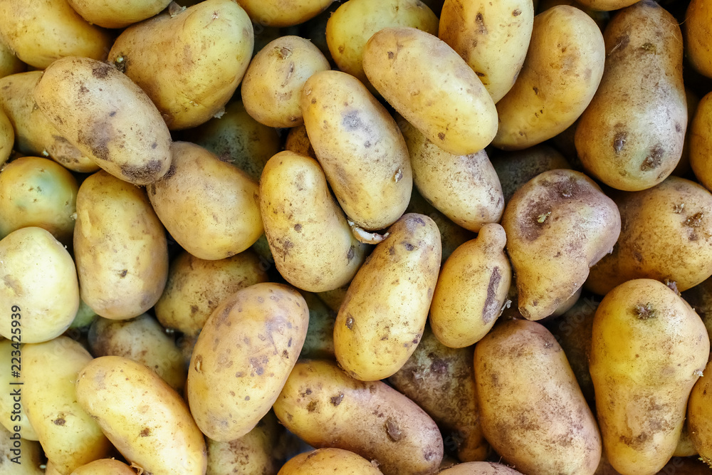 Fresh organic potato stand out among many large background potatos in the market. Fresh organic potato stand out among many large background potatos in the market.