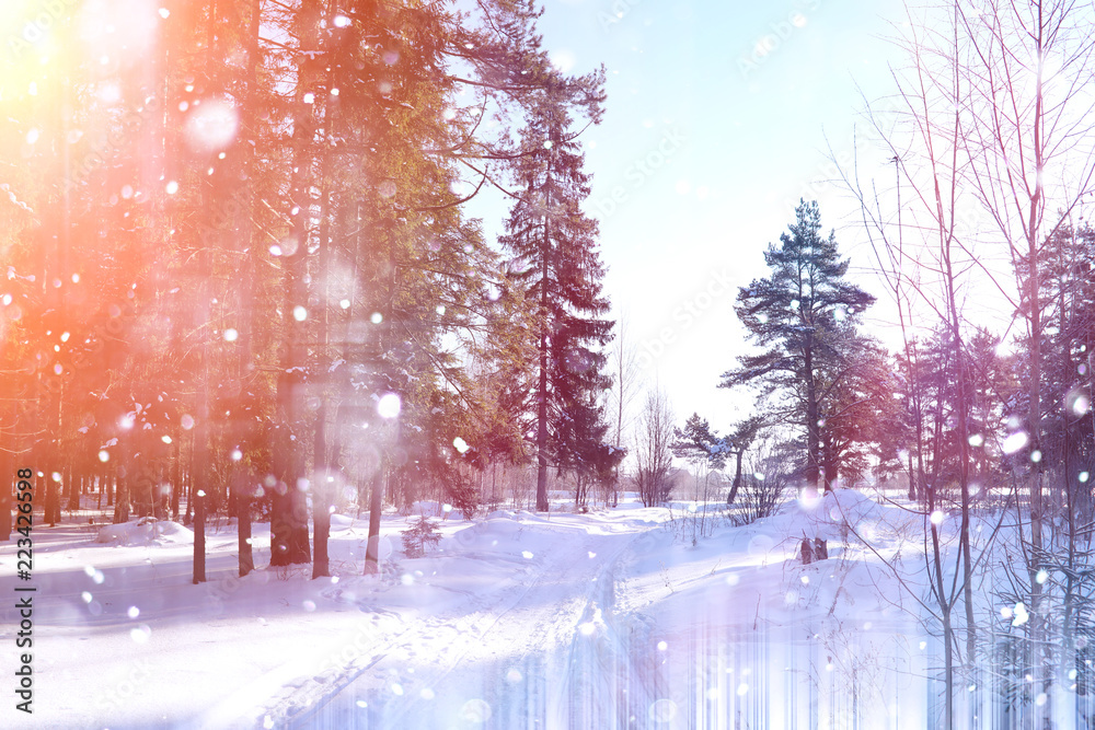 Winter forest on a sunny day. Landscape in the forest on a snowy - obrazy, fototapety, plakaty 