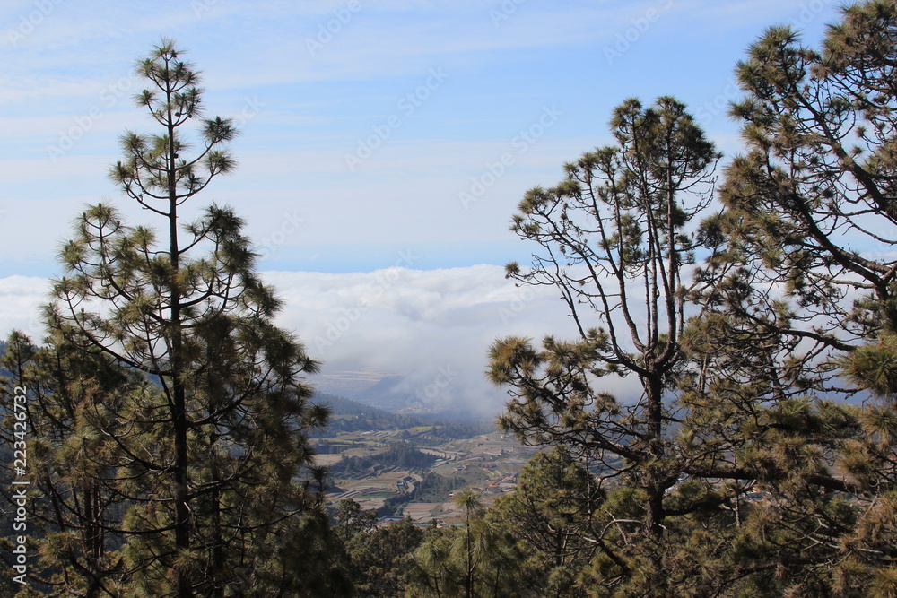 Mountain view of the fields through the trees