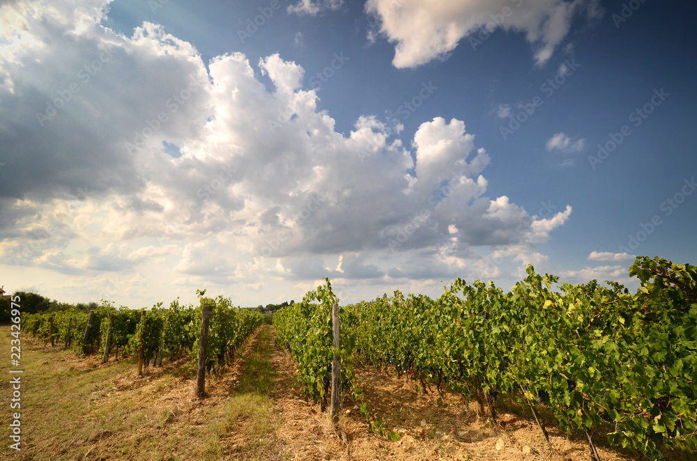 rows of vineyards in Tuscany with blue cloudy sky in summer season. Chianti region in Italy.