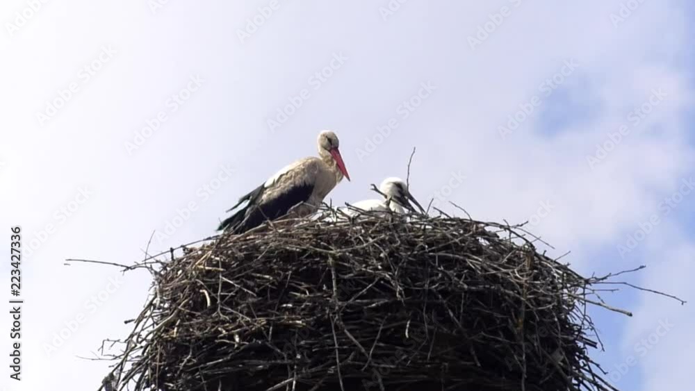 The family of storks sits in the nest. Two young stork are sitting in the nest.