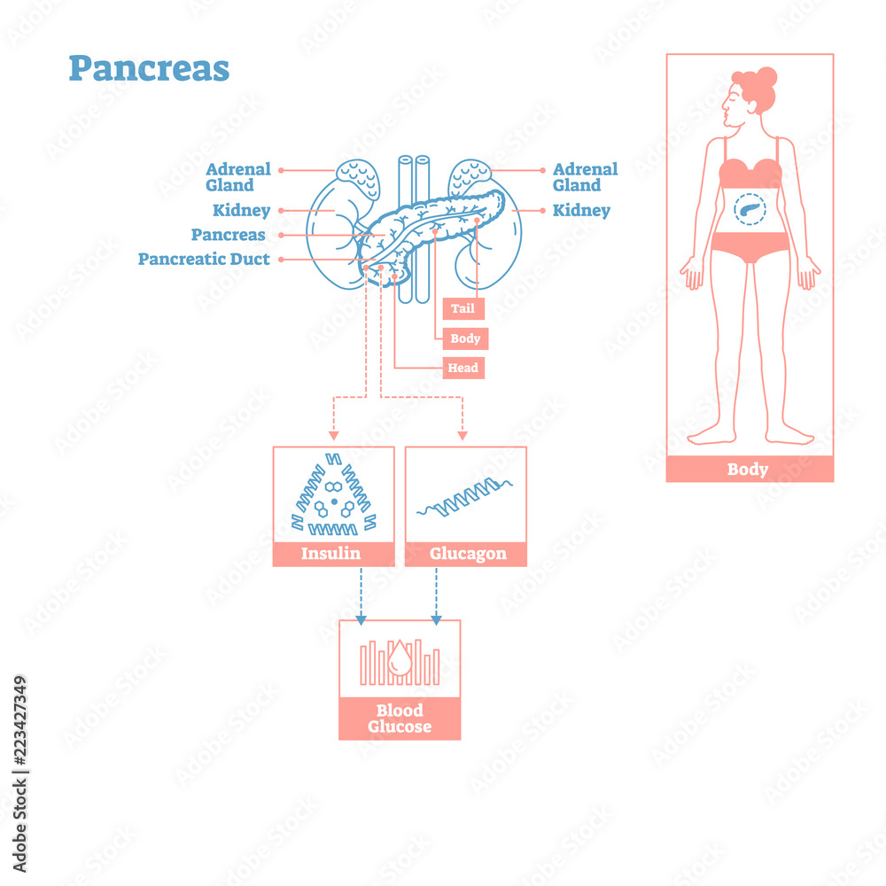 Pancreas - Glands of Endocrine System. Medical science vector illustration diagram.