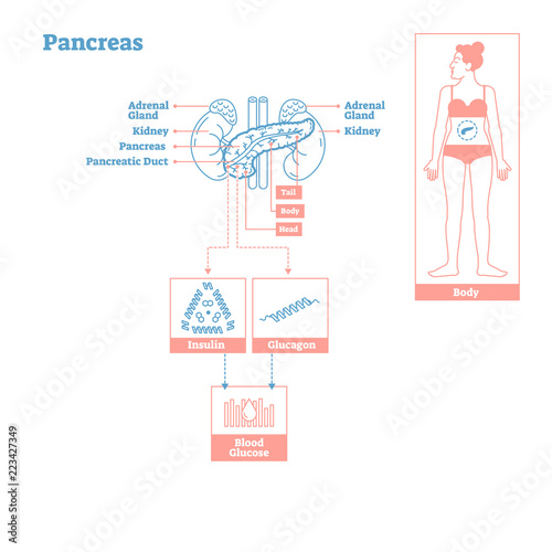 Pancreas - Glands of Endocrine System. Medical science vector illustration diagram.