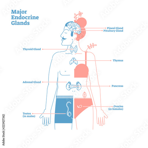 Major Endocrine Glands, Vector Illustration Diagram. Human Body Hormones. photo