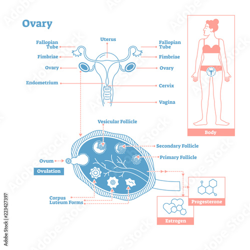 Ovary, part of Endocrine System. Medical science vector illustration diagram.