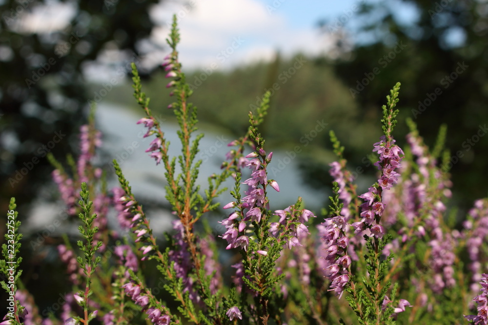 Obraz premium Violet flowers of a field grass heather