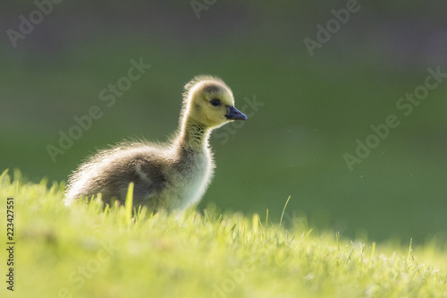 Canada Geese  gosling © Mircea Costina