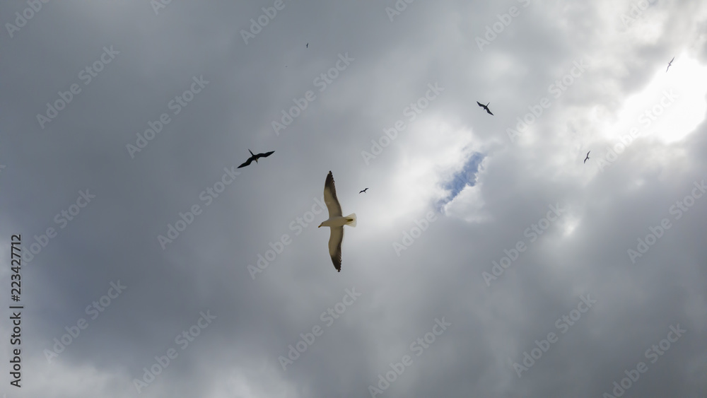 It is a pleasure to watch the free flight of the gulls Larus dominicanus and Fregata magnificens, visiting the beach of Itaipu, in Niterói, Rio de Janeiro. It is a pleasure to watch the free flight of the gulls Larus dominicanus and Fregata magnificens, visiting the beach of Itaipu, in Niterói, Rio de Janeiro.