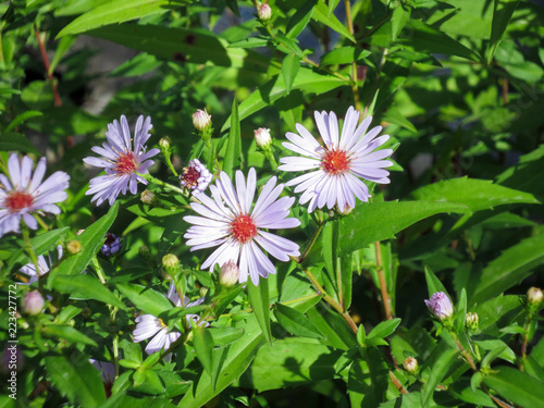 Small blue daisies Felicia Amelloides in the garden. photo