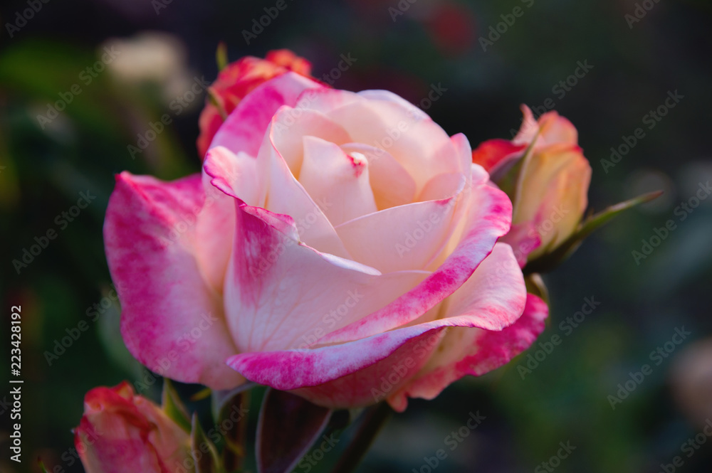 Close-up of garden rose