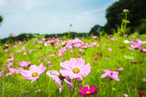 expansive photo of mainly pink wildflowers
