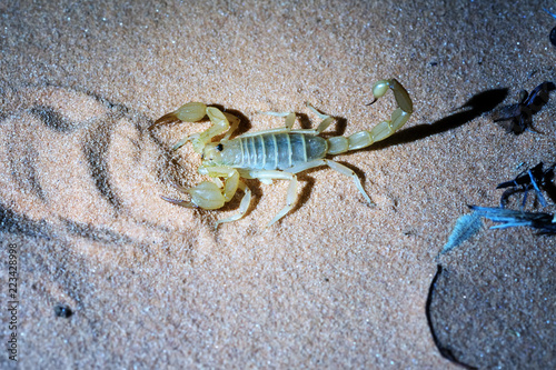Night photographing of a scorpion with flash light.  Hadrurus arizonensis,  Giant Desert Hairy Scorpion.