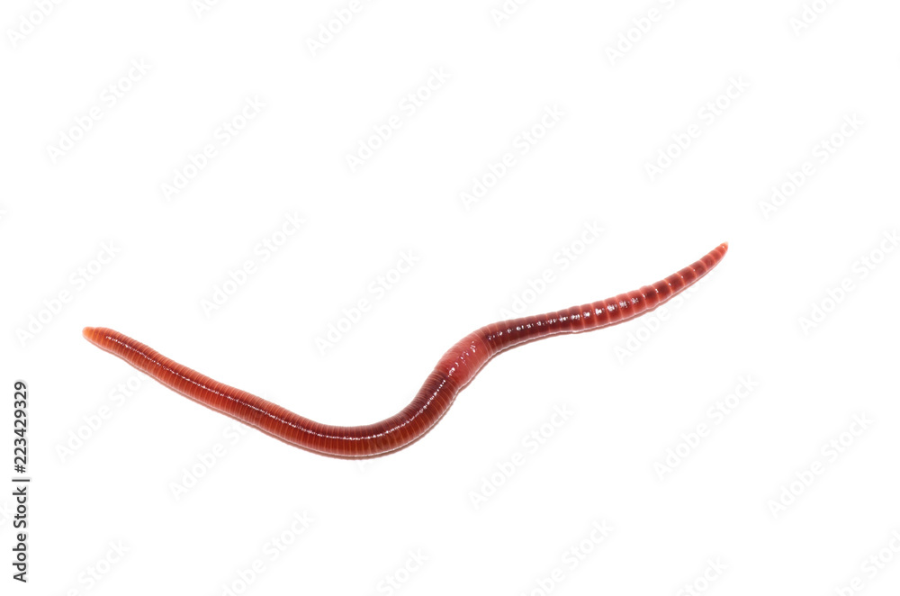 worm on a white background worm on a white background