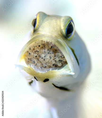 Macro Close-Up of Male Yellow-Headed Jawfish carrying Eggs in Mouth - Mouth brooding in Little Cayman, Caribbean