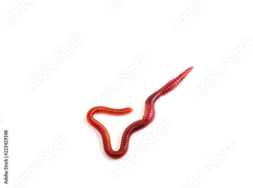 worm on a white background