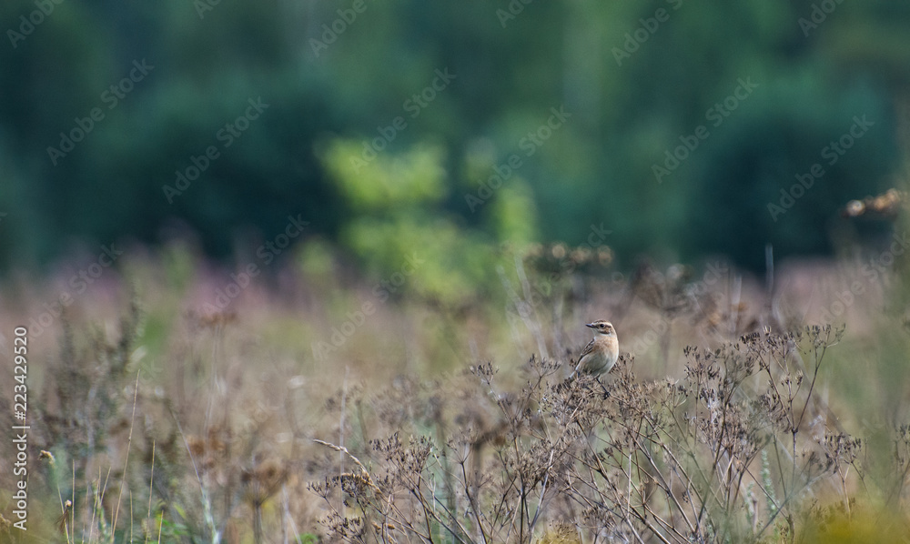 Sparrow on a branch of grass Sparrow on a branch of grass