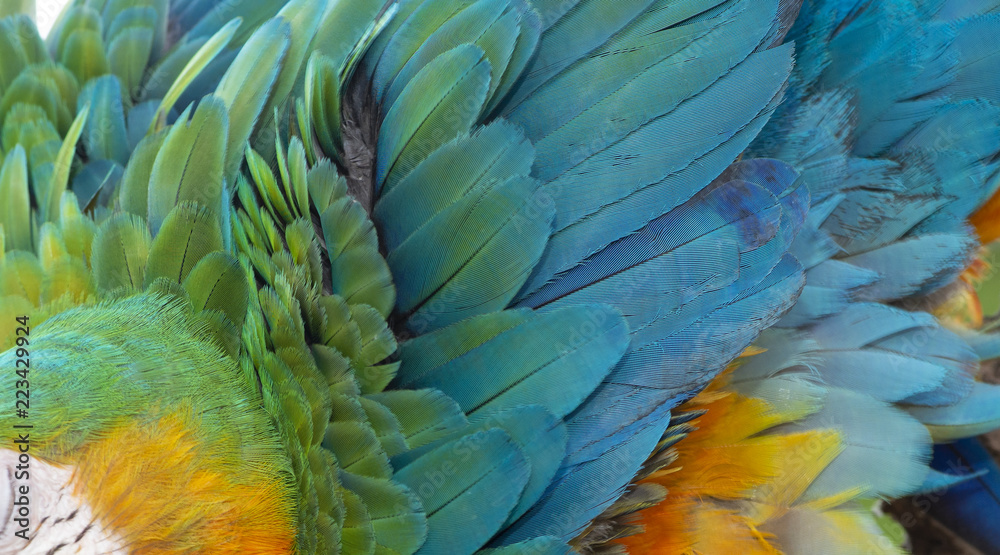 Fototapeta premium Close up Colorful of Catalina Macaw ( Hybrid between Scarlet Macaw and Blue and Yellow Macaw) bird's feathers with red yellow orange and blue shades, exotic nature background and texture
