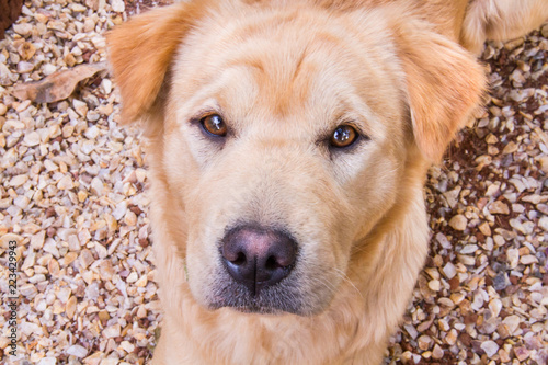 portrait of dog, retrato de cachorro