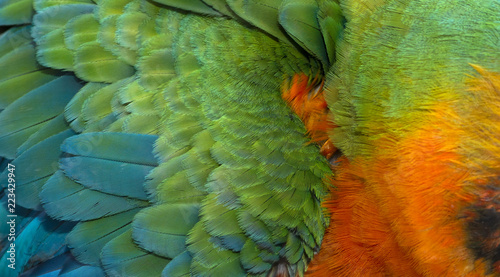 Close up Colorful of Catalina Macaw ( Hybrid between Scarlet Macaw and Blue and Yellow Macaw) bird's feathers with red yellow orange and blue shades, exotic nature background and texture photo